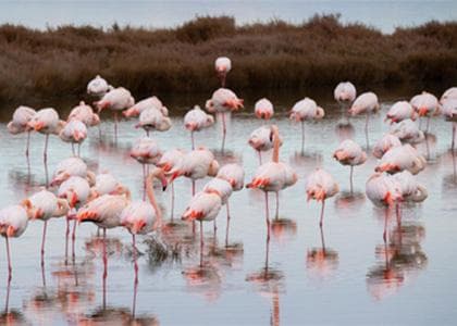 Flamingos in the Cagliari ponds.